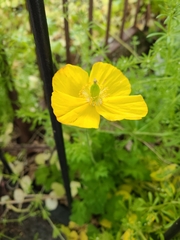 Papaver cambricum