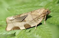 Choristoneura hebenstreitella