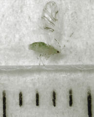 Pterocallis maculatus