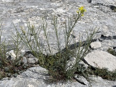 Erysimum nevadense collisparsum