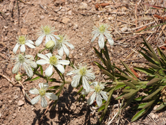 Clematis hexapetala