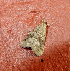Hellula undalis