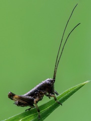 Pholidoptera griseoaptera