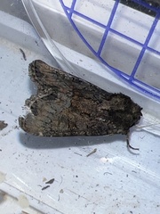 Oligia latruncula