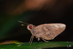 Erionota hiraca
