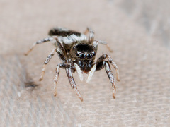 Salticus dzhungaricus