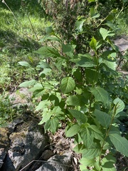 Syringa × henryi