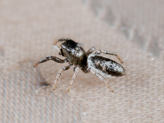 Salticus dzhungaricus