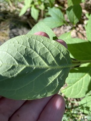 Syringa × henryi