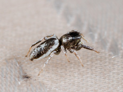 Salticus dzhungaricus