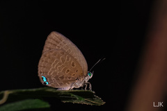Arhopala epimuta