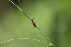 Denticollis linearis