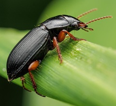 Coleoptera
