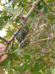 Julodis lucasi
