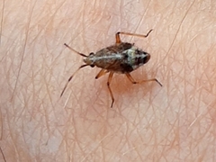 Deraeocoris flavilinea
