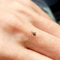 Deraeocoris flavilinea