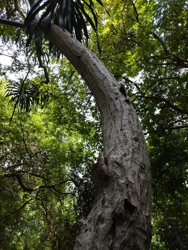 Image of Dracaena cochinchinensis by (c) Utain Pummarin, some rights reserved (CC BY)