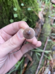 Mycena cystidiosa