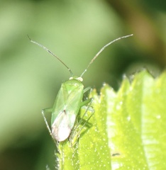 Lygocoris pabulinus