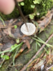 Mycena cystidiosa