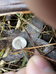 Mycena cystidiosa