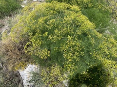 Prangos trifida