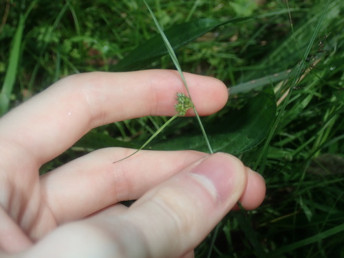 Image of Carex inversa by (c) Thomas Mesaglio, some rights reserved (CC BY)