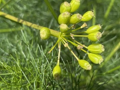 Prangos trifida