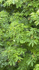 Aesculus hippocastanum