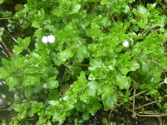 Shinnersia rivularis