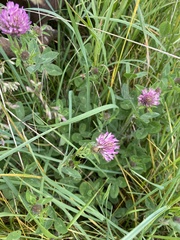 Trifolium pratense