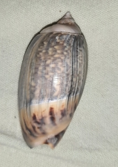 Agaronia gibbosa