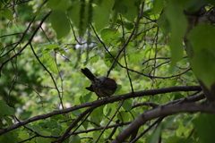 Turdus pilaris