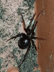Steatoda grossa