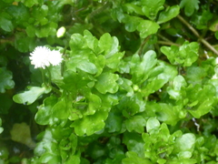 Shinnersia rivularis