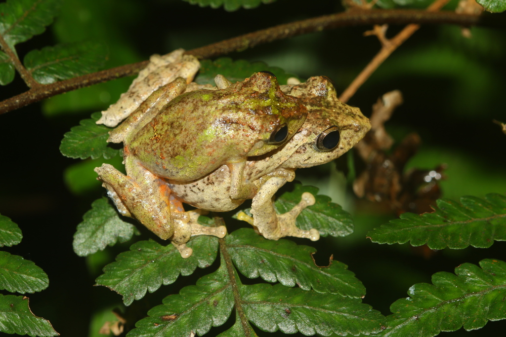 Bana Bubble-Nest Frog