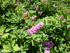 Spiraea × billardii