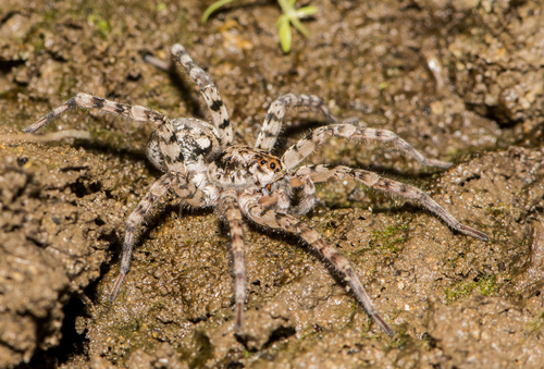 Shoreline Wolf Spider