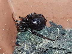 Steatoda grossa