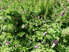 Spiraea × billardii