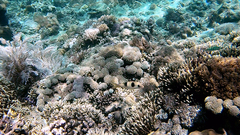 Parupeneus crassilabris