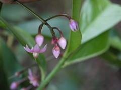 Ardisia solanacea