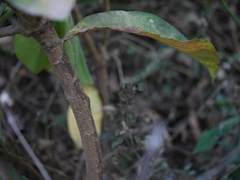 Ardisia solanacea