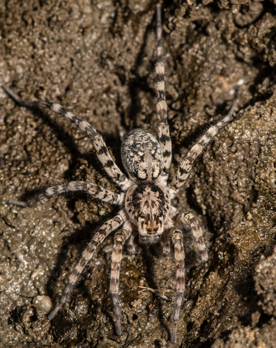 Shoreline Wolf Spider