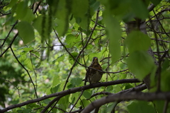 Turdus pilaris