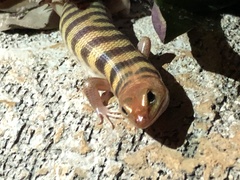 Eremiascincus richardsonii