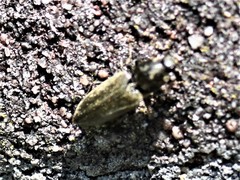 Prosternon tessellatum