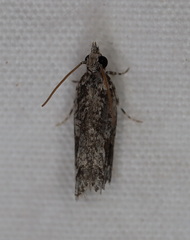 Holocola thalassinana