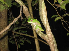 Boophis albilabris