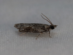 Holocola thalassinana